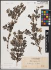 Foto von Salix aurita L. x Salix repens L.